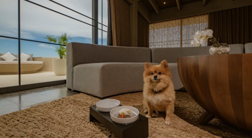 Discover Pet-It® and Live our Barefoot Luxury® next to your Furry Friend 